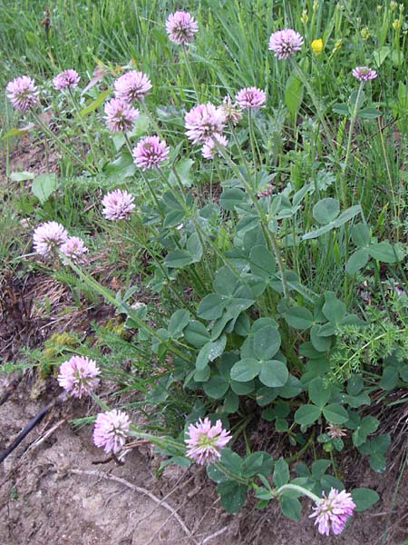 Trifolium endressii \ Endress' Klee / Endress' Clover, F Pyren&auml;en/Pyrenees, Querigut 27.6.2008