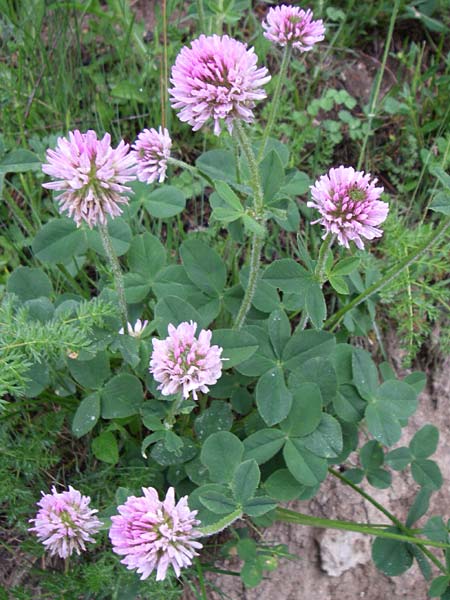 Trifolium endressii \ Endress' Klee / Endress' Clover, F Pyren&auml;en/Pyrenees, Querigut 27.6.2008
