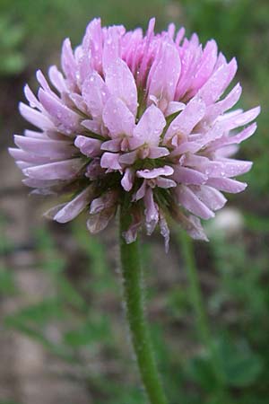 Trifolium endressii \ Endress' Klee / Endress' Clover, F Pyren&auml;en/Pyrenees, Querigut 27.6.2008