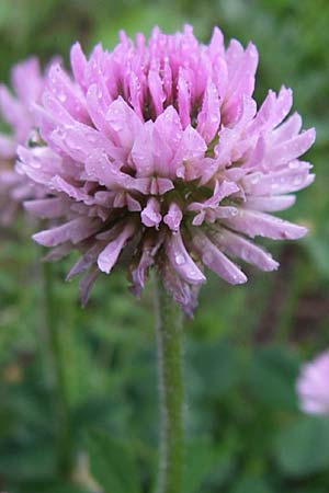 Trifolium endressii \ Endress' Klee / Endress' Clover, F Pyren&auml;en/Pyrenees, Querigut 27.6.2008
