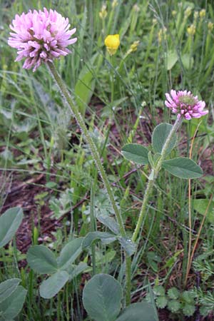 Trifolium endressii \ Endress' Klee / Endress' Clover, F Pyren&auml;en/Pyrenees, Querigut 27.6.2008