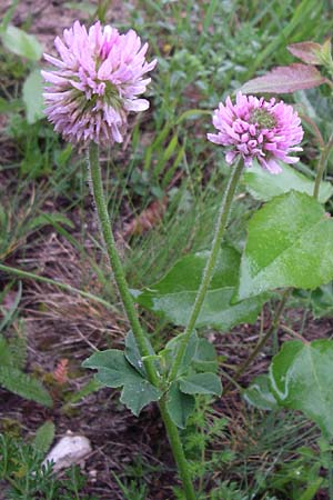 Trifolium endressii \ Endress' Klee / Endress' Clover, F Pyren&auml;en/Pyrenees, Querigut 27.6.2008