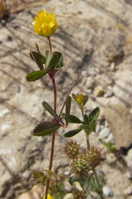 Medicago minima \ Zwerg-Schneckenklee / Burr Medick, F La Couvertoirade 27.5.2009