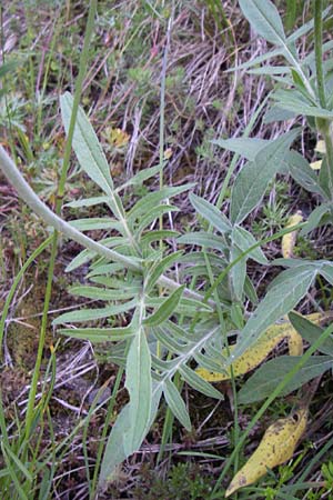 Knautia mollis \ Weiche Witwenblume / Soft Scabious, F Col de Saisies 21.6.2008
