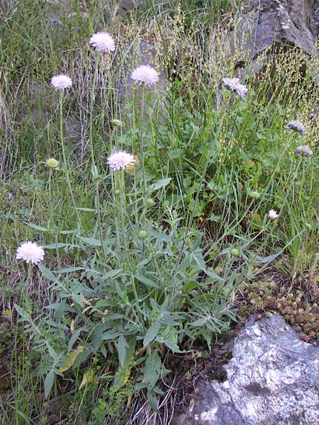 Knautia mollis \ Weiche Witwenblume / Soft Scabious, F Col de Saisies 21.6.2008