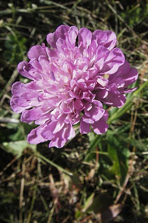 Knautia collina \ H&uuml;gel-Witwenblume, Purpur-Witwenblume / Purple Widow FlowerScabious, F Pyren&auml;en/Pyrenees, Llo 9.8.2006