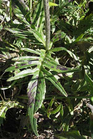 Knautia collina \ H&uuml;gel-Witwenblume, Purpur-Witwenblume / Purple Widow FlowerScabious, F Pyren&auml;en/Pyrenees, Eyne 9.8.2006