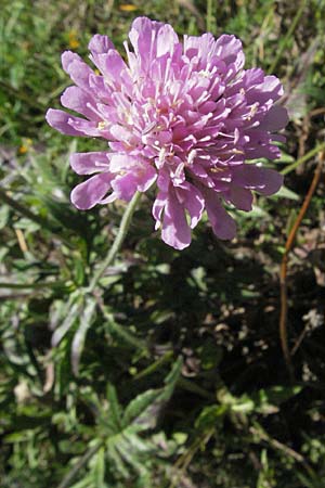 Knautia collina \ H&uuml;gel-Witwenblume, Purpur-Witwenblume / Purple Widow FlowerScabious, F Pyren&auml;en/Pyrenees, Eyne 9.8.2006