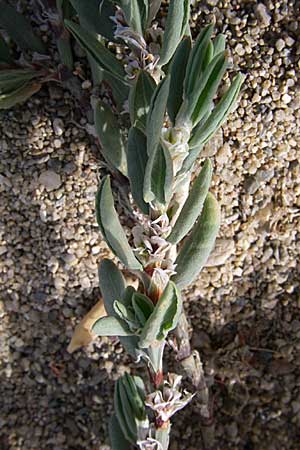 Polygonum maritimum \ Strand-Knterich / Sea Knotgrass, F Toreilles 24.6.2008