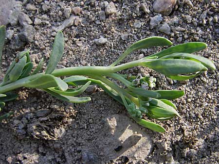 Polygonum maritimum \ Strand-Knterich / Sea Knotgrass, F Toreilles 24.6.2008