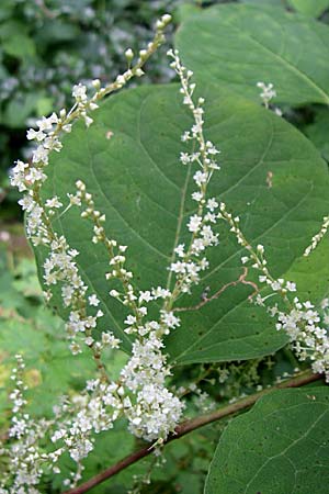 Fallopia japonica \ Japanischer Stauden-Knterich / Japanese Knodweed, F Elsass/Alsace, Murbach 3.8.2008