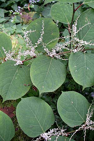 Fallopia japonica \ Japanischer Stauden-Knterich / Japanese Knodweed, F Elsass/Alsace, Murbach 3.8.2008