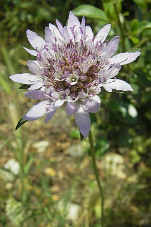 Knautia integrifolia \ Einj&auml;hrige Witwenblume / Whole-Leaved Scabious, F Pont du Gard 26.5.2009