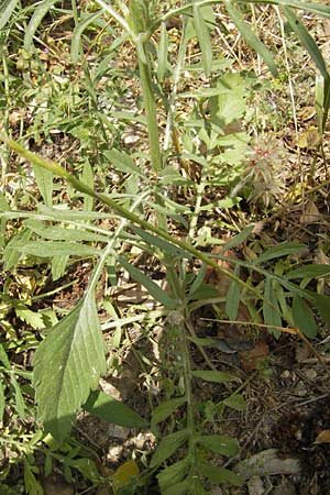 Knautia integrifolia \ Einj&auml;hrige Witwenblume / Whole-Leaved Scabious, F Pont du Gard 26.5.2009