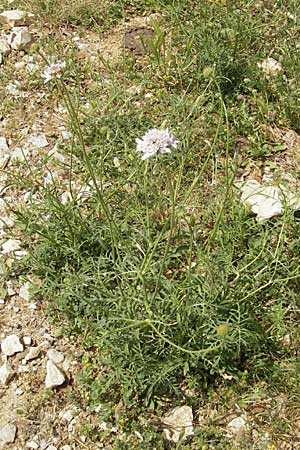 Knautia integrifolia \ Einj&auml;hrige Witwenblume / Whole-Leaved Scabious, F Pont du Gard 26.5.2009