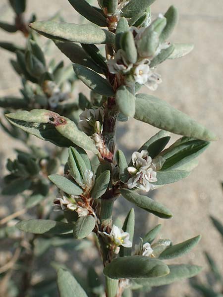 Polygonum maritimum \ Strand-Knterich / Sea Knotgrass, F Canet-en-Roussillon 27.7.2018