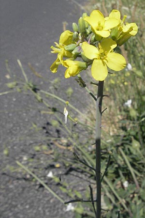 Brassica oleracea \ Klippen-Kohl, Wild-Kohl / Wild Cabbage, F S. Gilles 7.6.2006