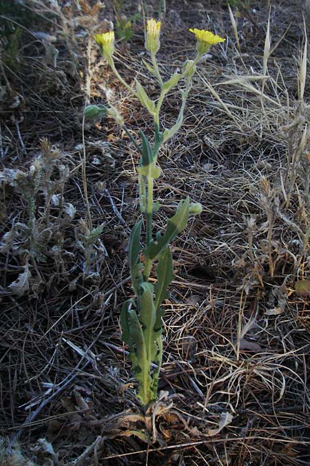 Crepis foetida \ Stink-Pippau / Stinking Hawk's-Beard, F St. Martin-de-Crau 9.6.2006