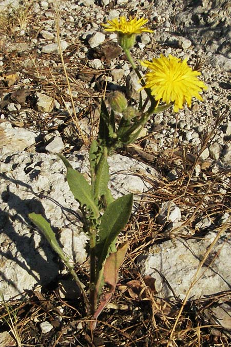 Crepis foetida \ Stink-Pippau / Stinking Hawk's-Beard, F St. Martin-de-Crau 9.6.2006