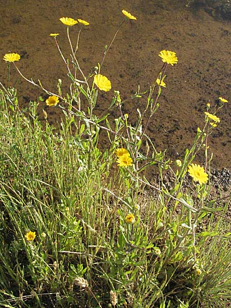 Coleostephus myconis \ Kranz-Wucherblume / Yellow Daisy, F Maures, Bois de Rouquan 12.5.2007