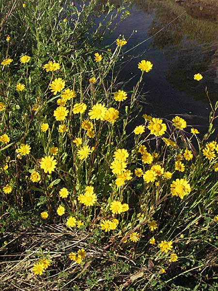 Coleostephus myconis \ Kranz-Wucherblume / Yellow Daisy, F Maures, Bois de Rouquan 12.5.2007