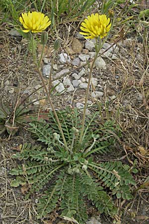 Crepis bursifolia \ T&auml;schelkrautbl&auml;ttriger Pippau, Italienischer Pippau / Italian Hawk's-Beard, F Camargue 13.5.2007