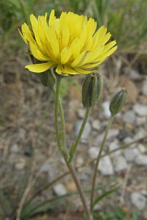 Crepis bursifolia \ T&auml;schelkrautbl&auml;ttriger Pippau, Italienischer Pippau / Italian Hawk's-Beard, F Camargue 13.5.2007
