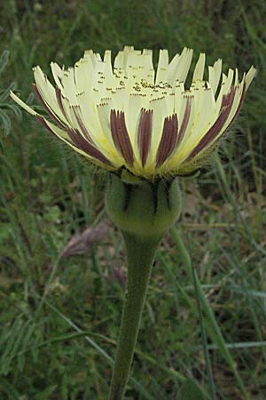 Urospermum dalechampii \ Weichhaariges Schwefelkpfchen, F Corbières, Talairan 13.5.2007
