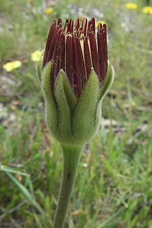 Urospermum dalechampii \ Weichhaariges Schwefelkpfchen, F Corbières, Talairan 13.5.2007