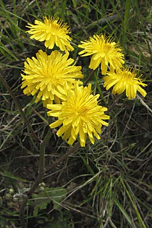 Crepis sancta \ Hasensalat / Holy's Hawk's-Beard, F Corbières, Talairan 13.5.2007