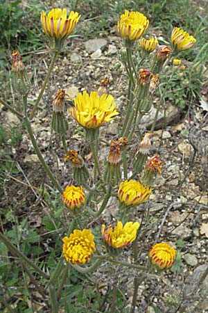 Crepis taraxicifolia \ Lwenzahnblttriger Pippau / Beaked Hawk's-Beard, F Pyrenäen/Pyrenees, Olette 14.5.2007