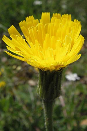 Leontodon crispus \ Krauser Lwenzahn / Hawkbit, F Causse du Larzac 15.5.2007