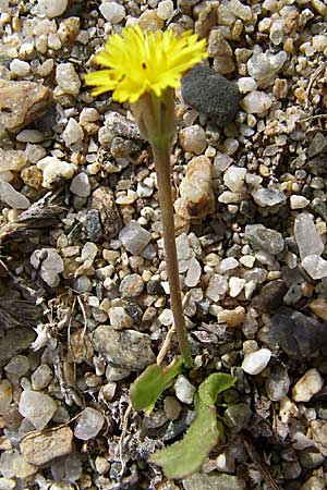 Hedypnois rhagadioloides \ Rhrchenkraut / Cretan Weed, F Toreilles 24.6.2008