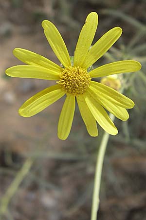 Senecio inaequidens \ Schmalblttriges Greiskraut / Narrow-Leaved Ragwort, F Toreilles 24.6.2008