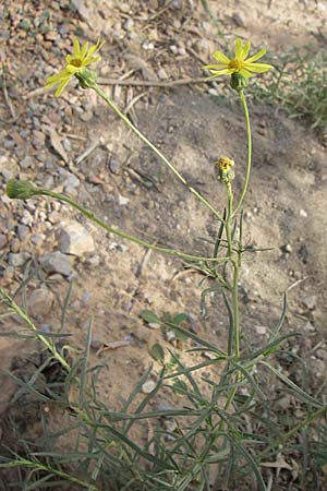 Senecio inaequidens \ Schmalblttriges Greiskraut / Narrow-Leaved Ragwort, F Toreilles 24.6.2008