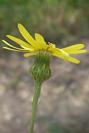 Senecio inaequidens \ Schmalblttriges Greiskraut / Narrow-Leaved Ragwort, F Toreilles 24.6.2008