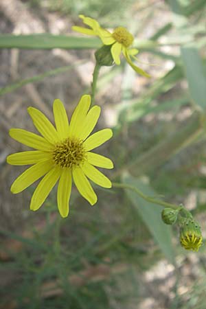 Senecio inaequidens \ Schmalblttriges Greiskraut / Narrow-Leaved Ragwort, F Toreilles 24.6.2008