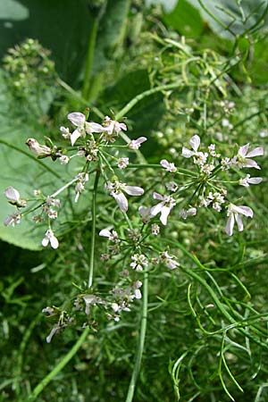 Coriandrum sativum \ Koriander / Coriander Seeds, Cilandro, F Elsass/Alsace, Murbach 3.8.2008