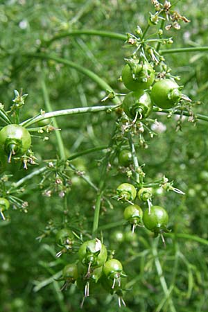 Coriandrum sativum \ Koriander / Coriander Seeds, Cilandro, F Elsass/Alsace, Murbach 3.8.2008