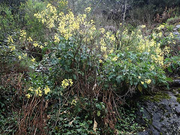 Brassica oleracea subsp. acephala \ Gem&uuml;se-Kohl / Cale, F Sospel 1.5.2023