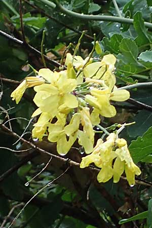 Brassica oleracea subsp. acephala \ Gem&uuml;se-Kohl / Cale, F Sospel 1.5.2023