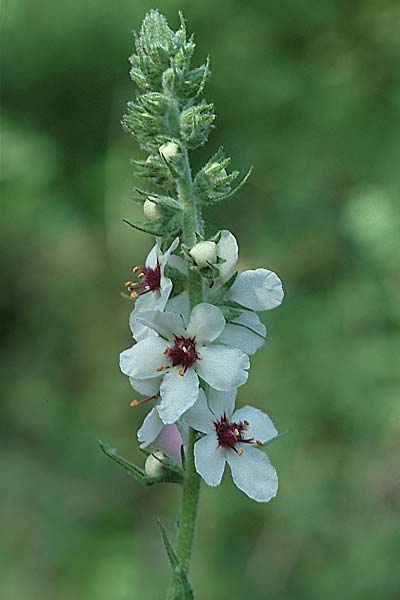 Verbascum chaixii forma album \ Wei&szlig;e Chaix' K�nigskerze / White Nettle-Leaved Mullein, F Maures, Collobri&egrave;res 28.4.2002