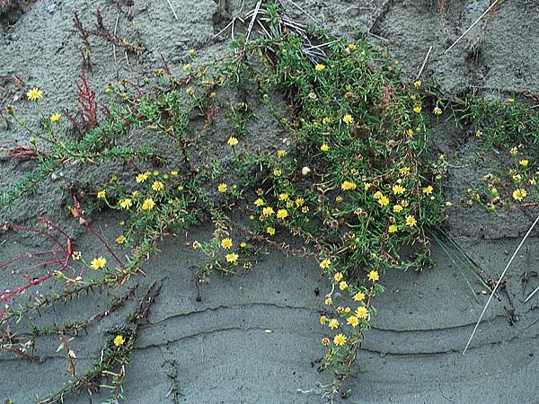 Limbarda crithmoides \ Salz-Alant, F Camargue 20.9.1994