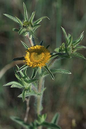 Pallenis spinosa \ Stechendes Sternauge / Pallensis, F Corbières 27.5.2005