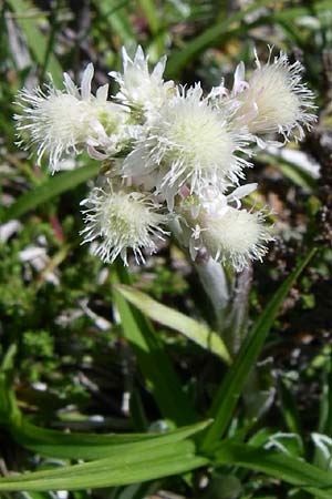 Antennaria dioica \ Gewhnliches Katzenpftchen, F Pyrenäen, Puymorens 26.6.2008