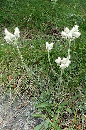 Antennaria dioica \ Gewhnliches Katzenpftchen, F Pyrenäen, Col de Mantet 28.7.2018