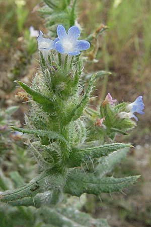 Lycopsis arvensis subsp. arvensis \ Acker-Krummhals, Acker-Ochsenzunge / Bugloss, F Camargue 13.5.2007