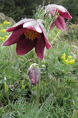 Pulsatilla rubra \ Rote Kuhschelle / Red Pasque-Flower, F Pyrenäen/Pyrenees, Eyne 14.5.2007
