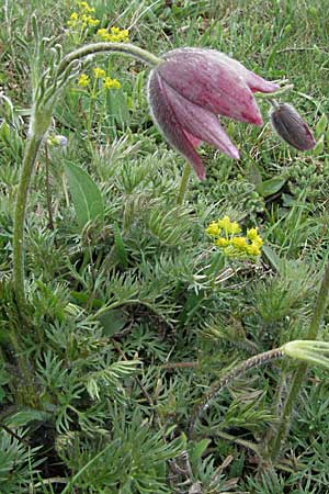 Pulsatilla rubra \ Rote Kuhschelle / Red Pasque-Flower, F Pyrenäen/Pyrenees, Eyne 14.5.2007