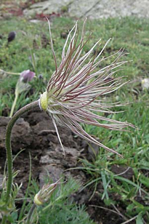 Pulsatilla rubra \ Rote Kuhschelle / Red Pasque-Flower, F Pyrenäen/Pyrenees, Eyne 14.5.2007